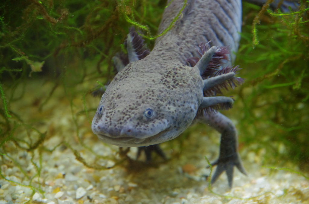 PAG-axolotl